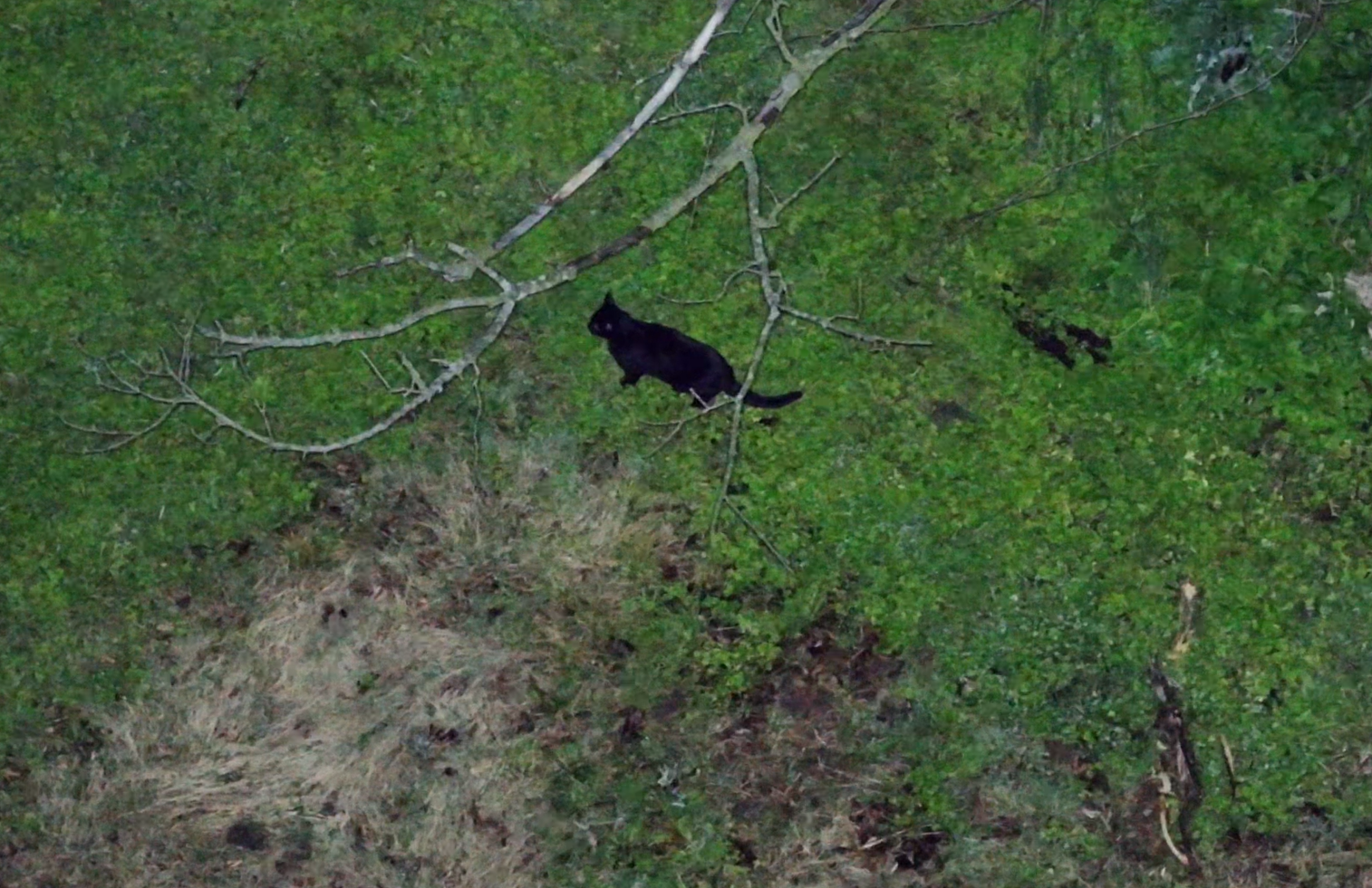 Cat spotted during a Kansas City thermal drone search mission