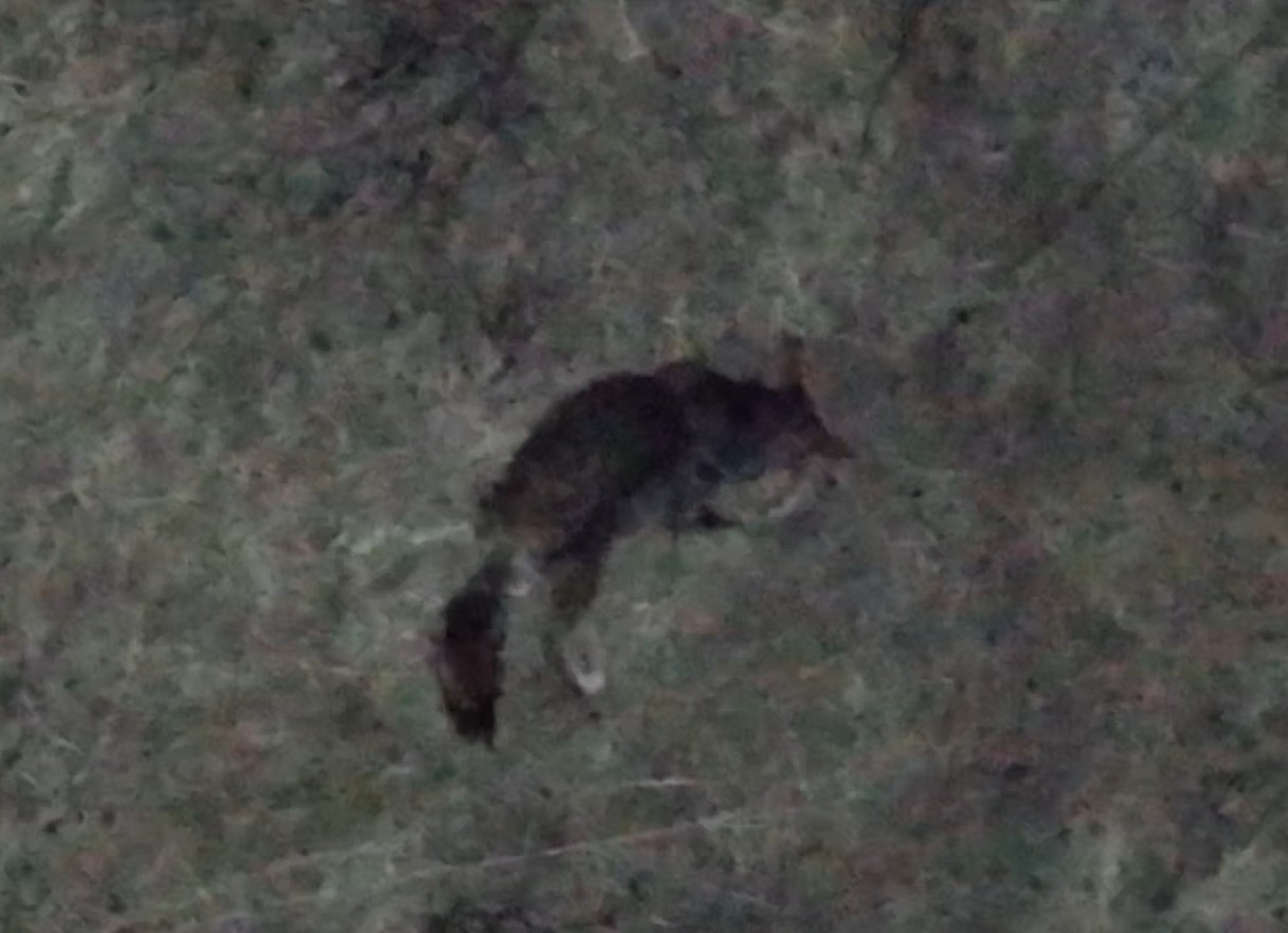 Wildlife spotted during thermal drone pet recovery missions in Kansas City